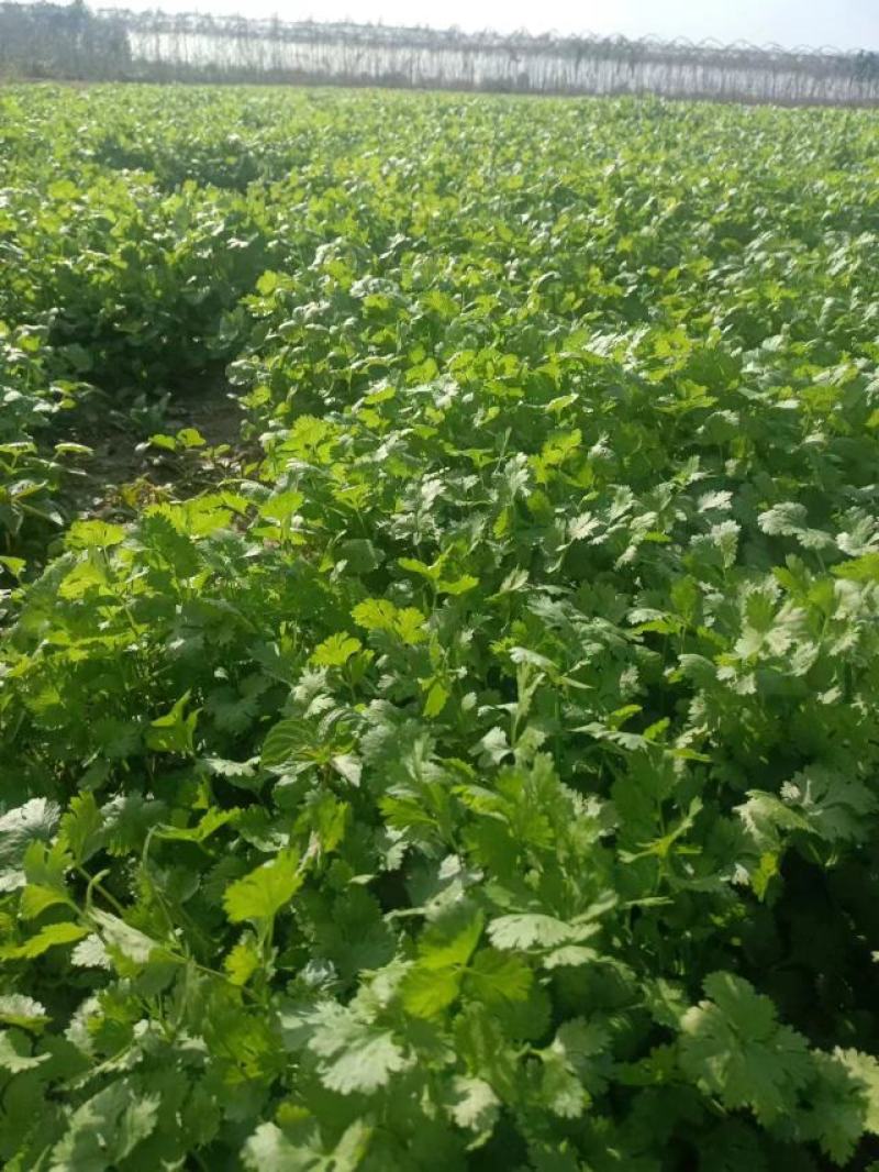 甘肃香菜/大叶香菜产地大量上货，对接商超视频看货