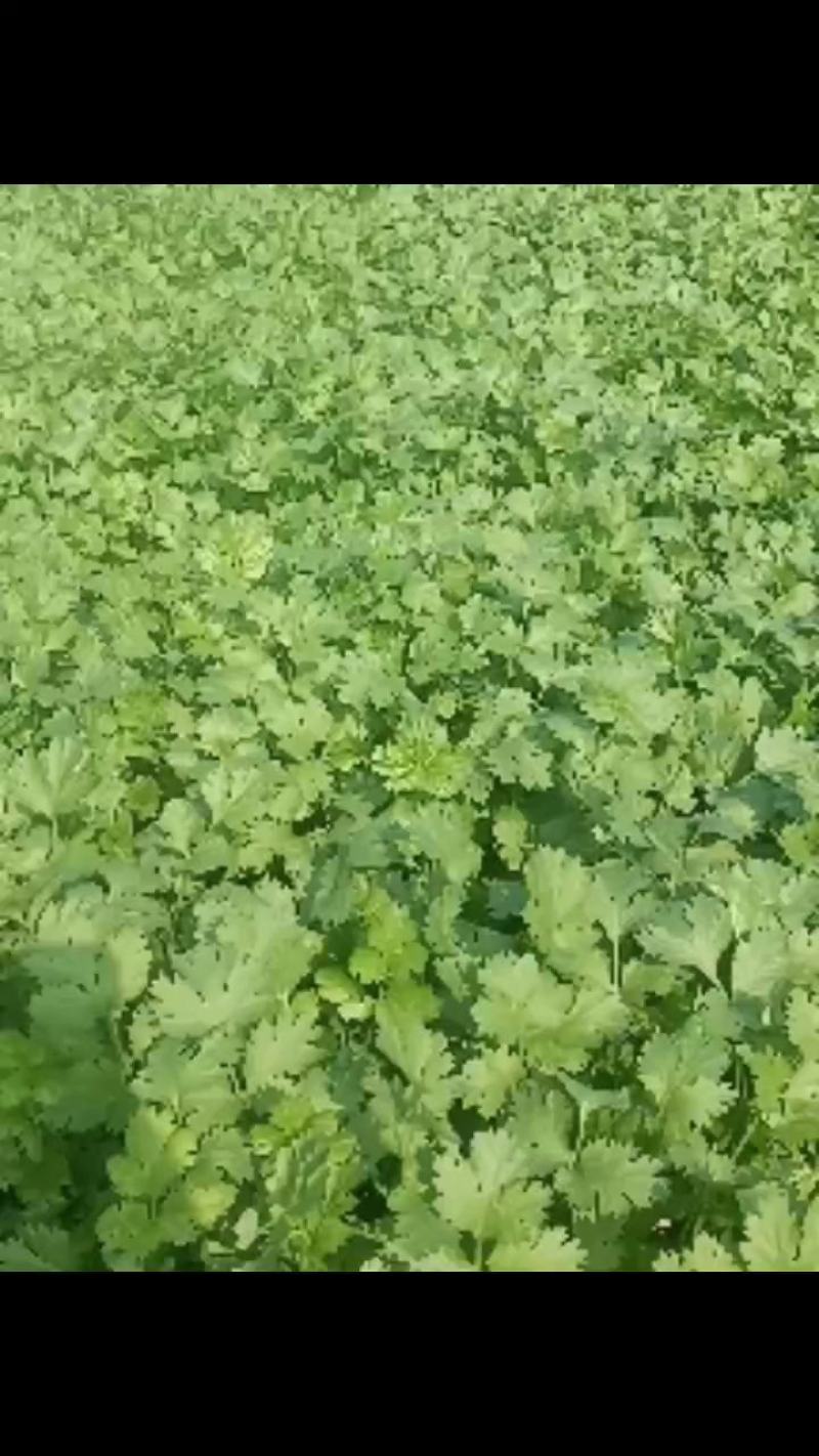 甘肃香菜/大叶香菜产地大量上货，对接商超视频看货