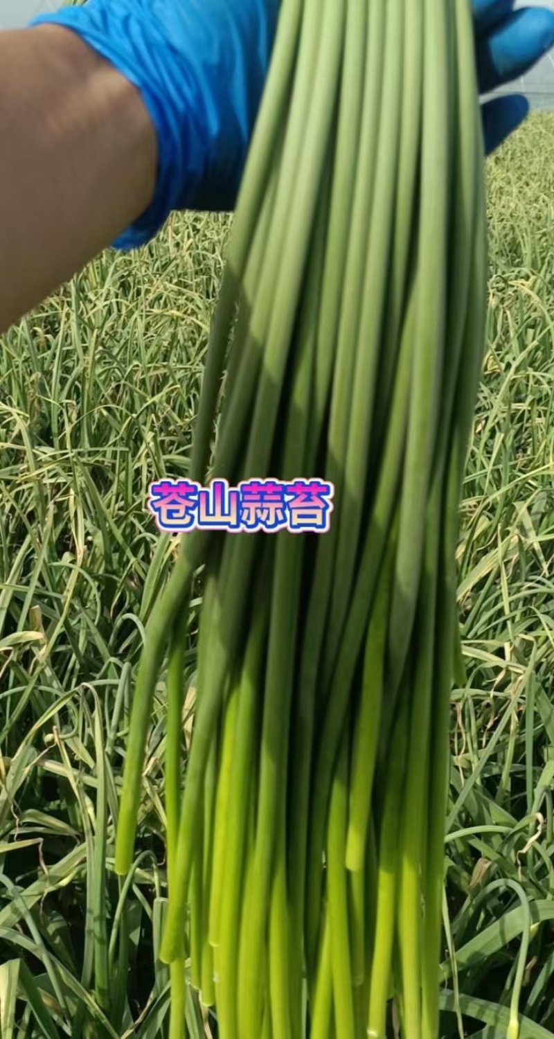 蒜薹白帽蒜薹产地一手货源品质保障对接全国商超市场