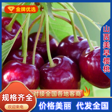 （山西精品樱桃）美早樱桃，产地直发/大量有货/欢迎来电