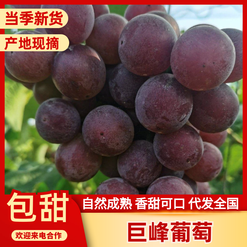 巨峰葡萄汁水直甜口感好一手货源量大从优欢迎采购
