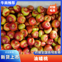 精品油蟠桃基地直发河北邢台威县一手货源欢迎新老客户