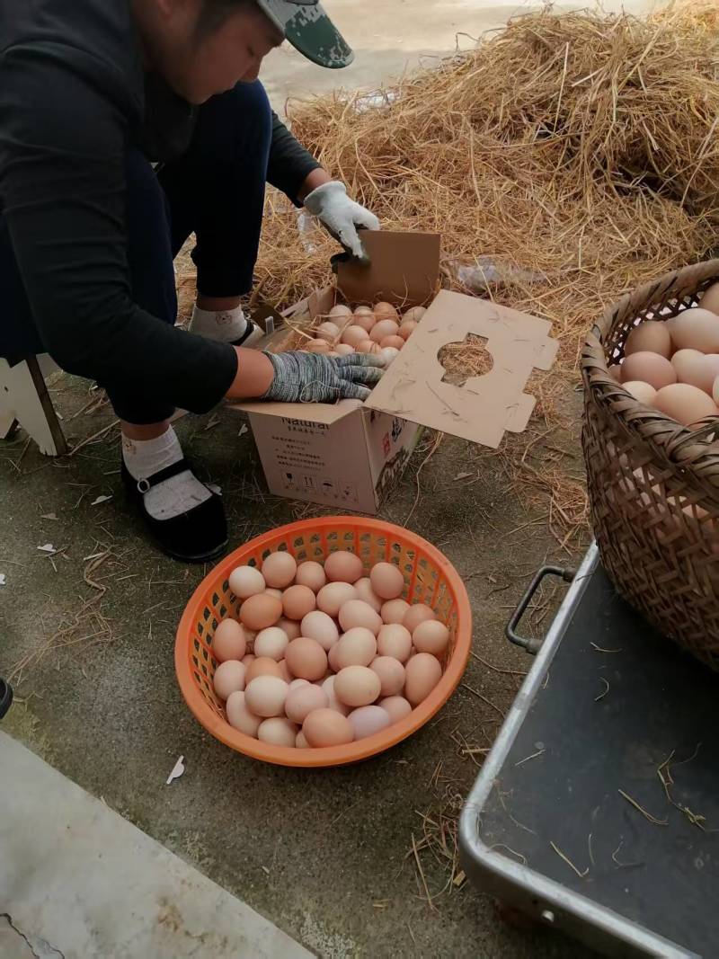 土鸡蛋高山散养跑山鸡基地直供无激素量大优惠