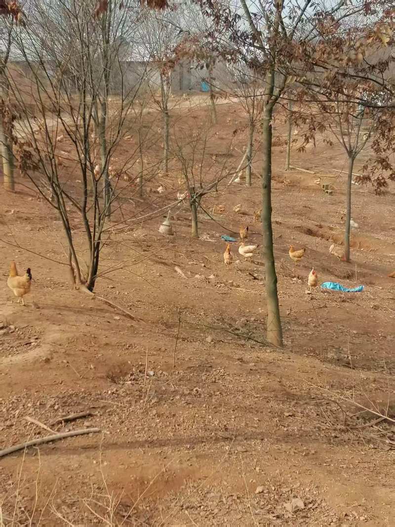 土鸡蛋高山散养跑山鸡基地直供无激素量大优惠