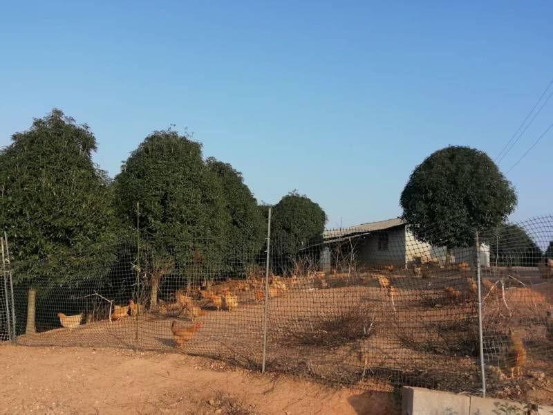 高山散养跑山鸡纯粮食喂养无激素量大优惠对接全国
