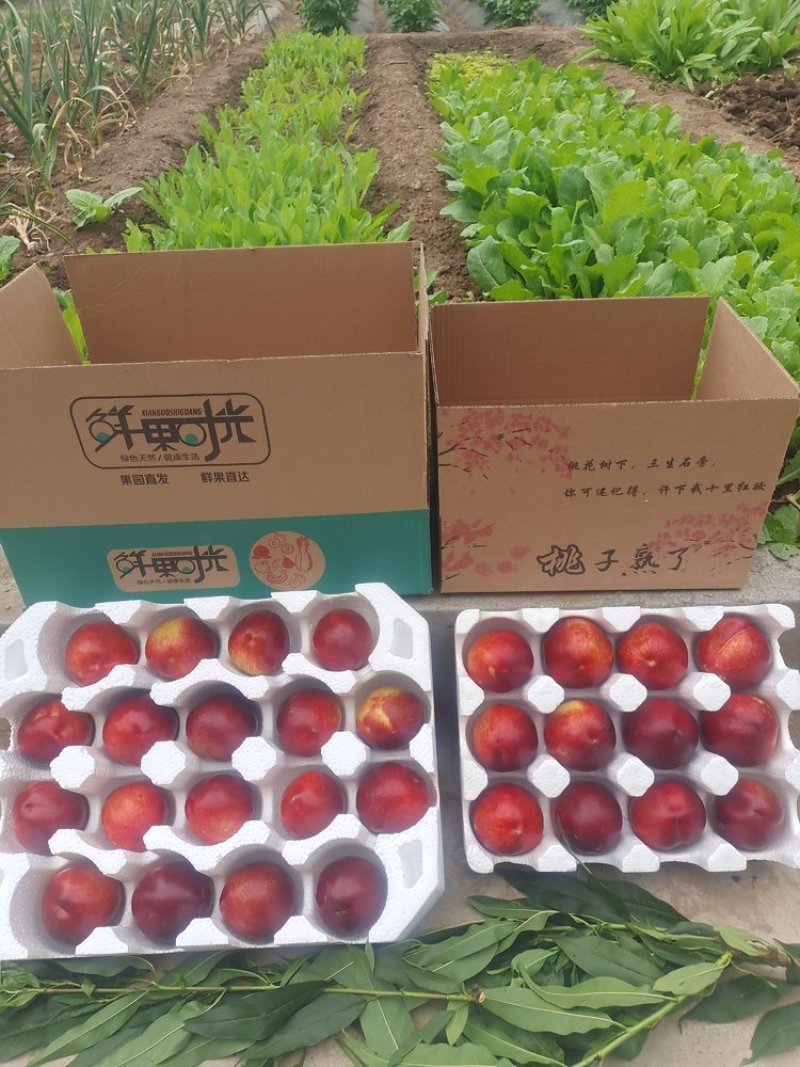 蒙阴黄肉油桃一件代发产地直发一手货源对接各大电商平台