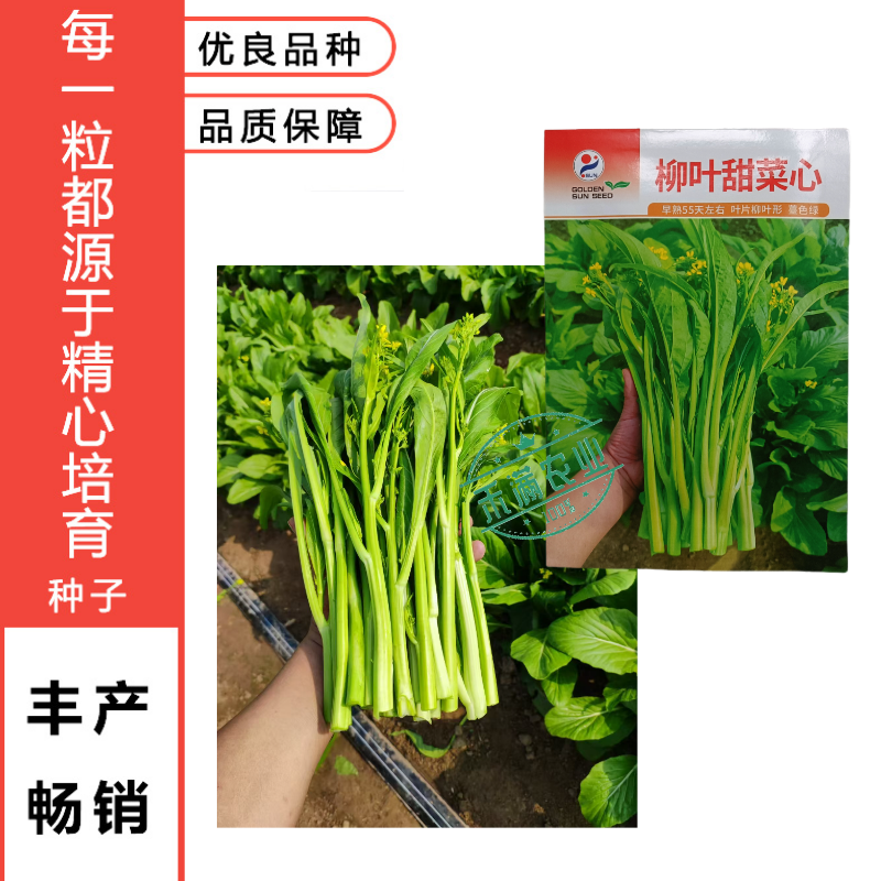 【多茬采收】金阳柳叶甜菜心种子侧芽多薹色绿优质基地早熟菜