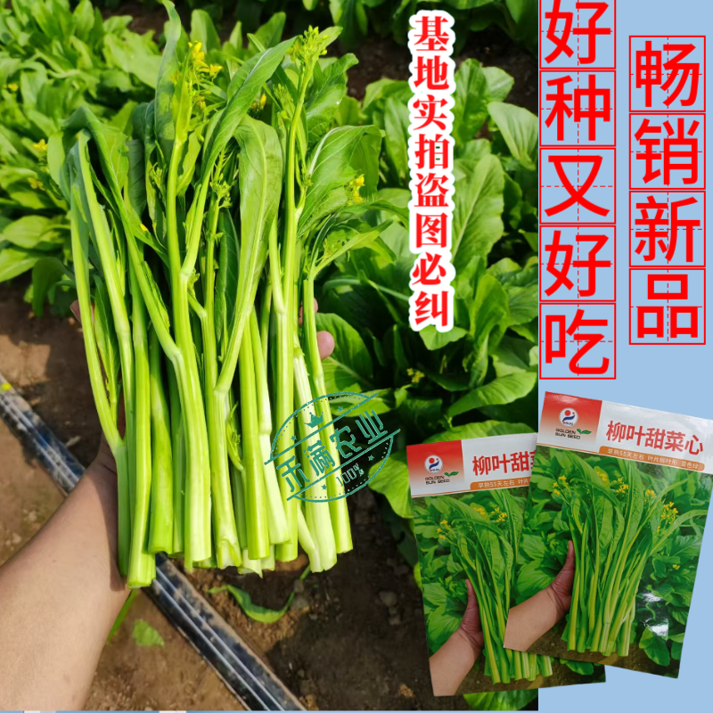 【多茬采收】金阳柳叶甜菜心种子侧芽多薹色绿优质基地早熟菜