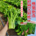【多茬采收】金阳柳叶甜菜心种子侧芽多薹色绿优质基地早熟菜