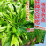 【多茬采收】金阳柳叶甜菜心种子侧芽多薹色绿优质基地早熟菜