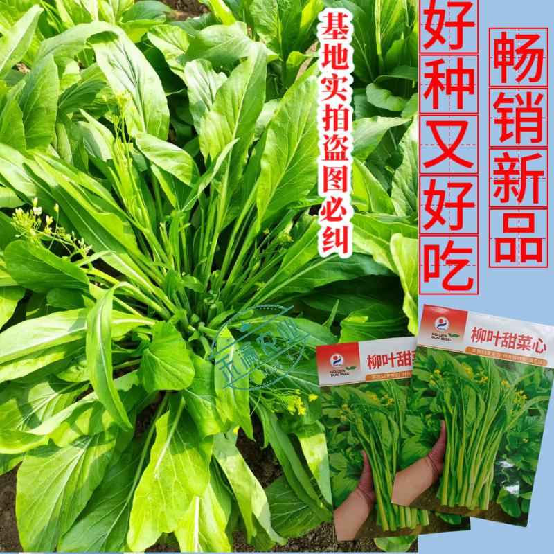 【多茬采收】金阳柳叶甜菜心种子侧芽多薹色绿优质基地早熟菜