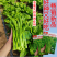 【多茬采收】金阳柳叶甜菜心种子侧芽多薹色绿优质基地早熟菜