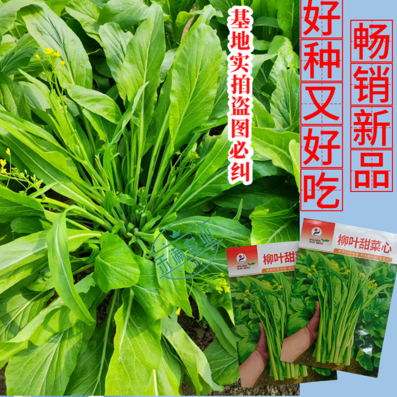 【多茬采收】金阳柳叶甜菜心种子侧芽多薹色绿优质基地早熟菜