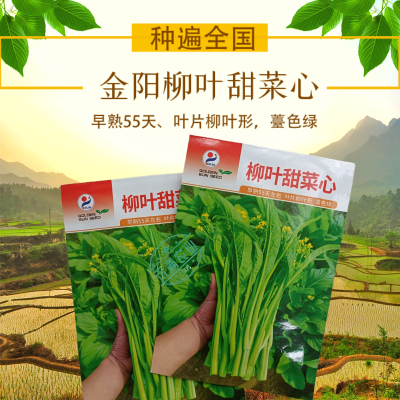 【多茬采收】金阳柳叶甜菜心种子侧芽多薹色绿优质基地早熟菜