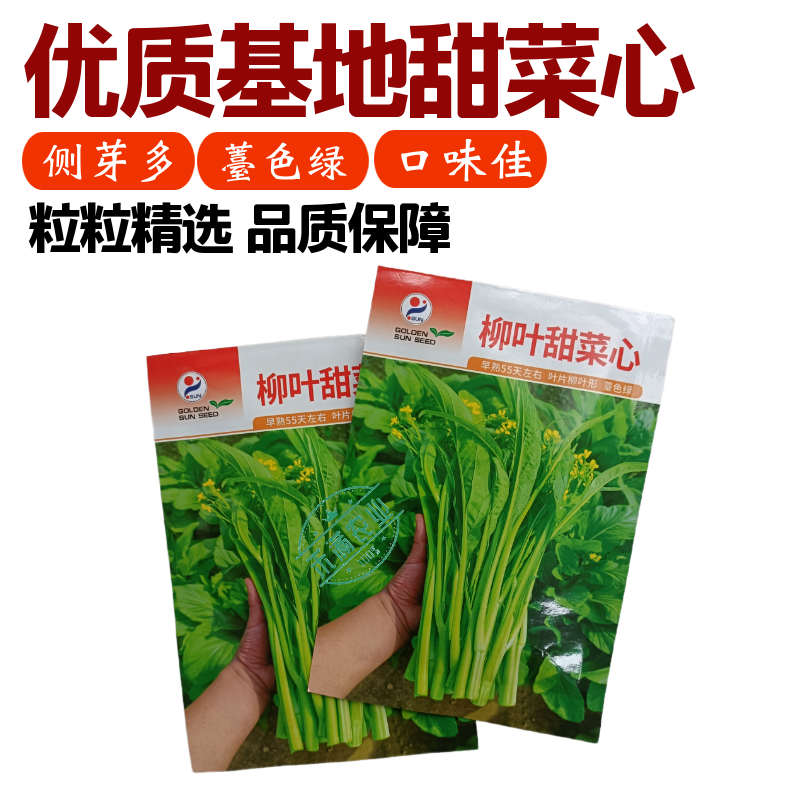 【多茬采收】金阳柳叶甜菜心种子侧芽多薹色绿优质基地早熟菜