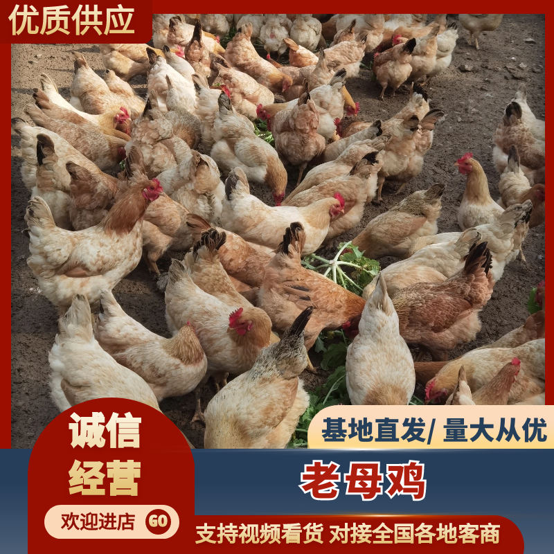 高山散养跑山鸡纯粮食喂养无激素量大优惠对接全国