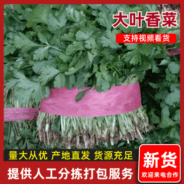 甘肃香菜/大叶香菜产地大量上货，对接商超视频看货