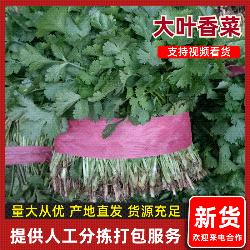 甘肃香菜/大叶香菜产地大量上货，对接商超视频看货