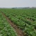【推荐】河北黄心白菜大白菜大量有货可长期对接批发电商团购