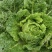 【推荐】河北黄心白菜大白菜大量有货可长期对接批发电商团购