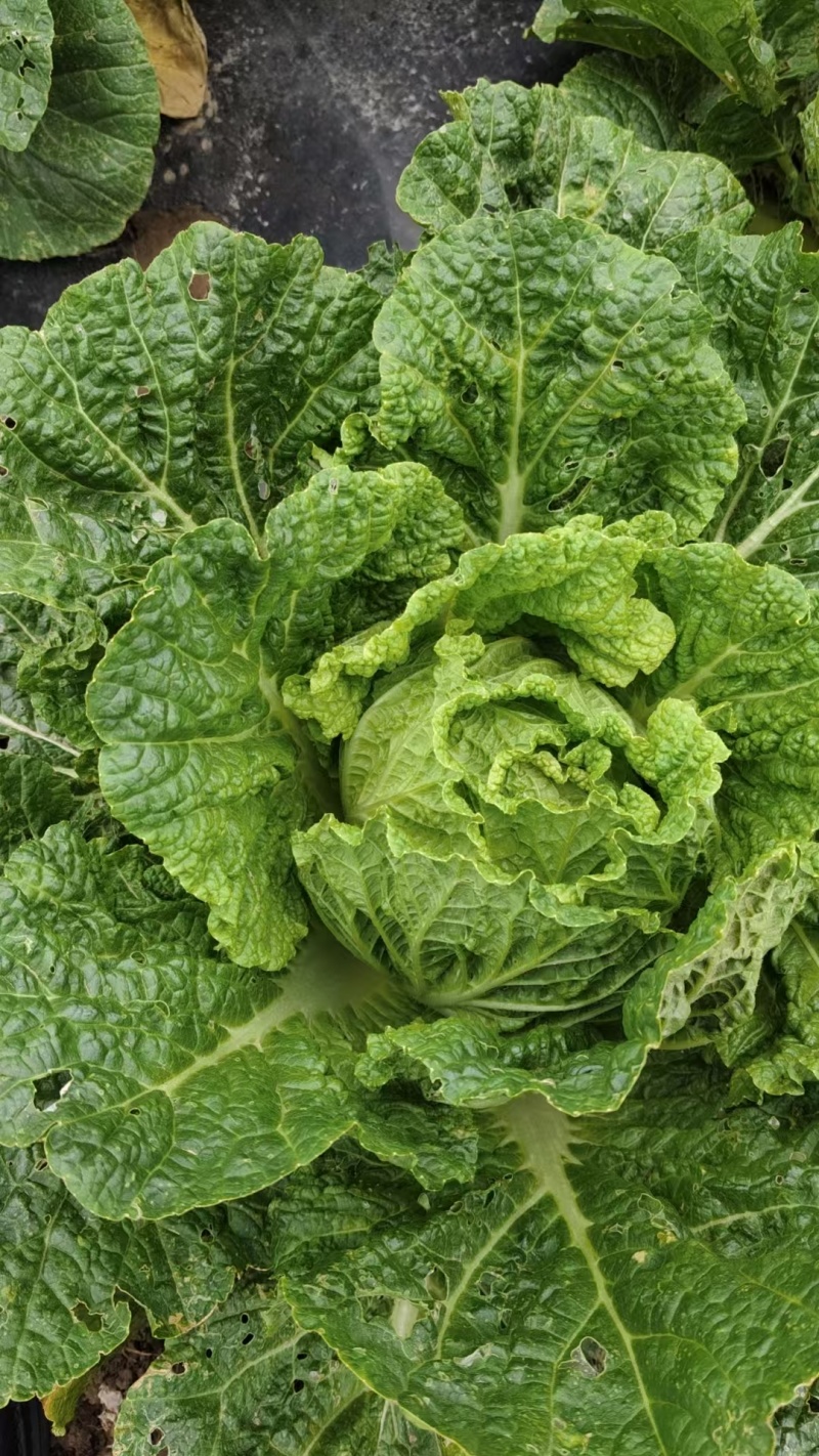 【推荐】河北黄心白菜大白菜大量有货可长期对接批发电商团购