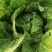 【推荐】河北黄心白菜大白菜大量有货可长期对接批发电商团购