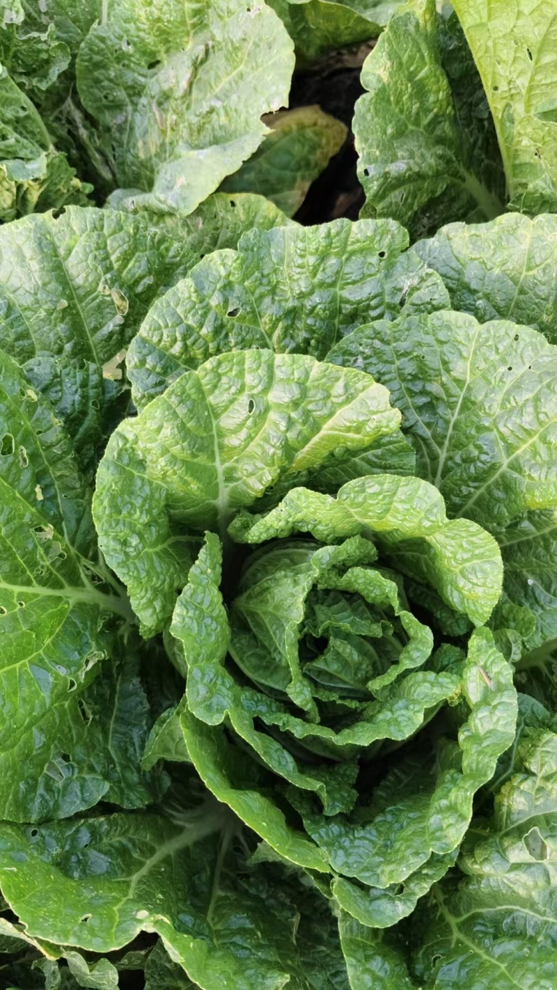 【推荐】河北黄心白菜大白菜大量有货可长期对接批发电商团购