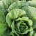 【推荐】河北黄心白菜大白菜大量有货可长期对接批发电商团购