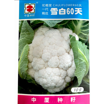 雪白60天花菜种子耐热抗病紧密雪白散球慢