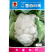 雪白60天花菜种子耐热抗病紧密雪白散球慢