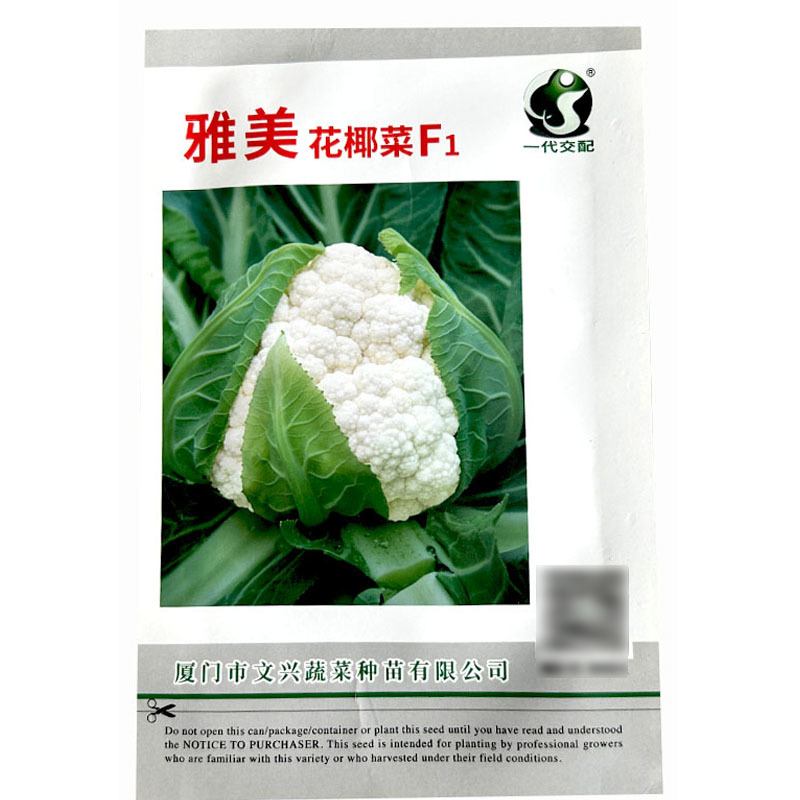 雅美花椰菜种子耐热耐湿强抗病花球紧密洁白