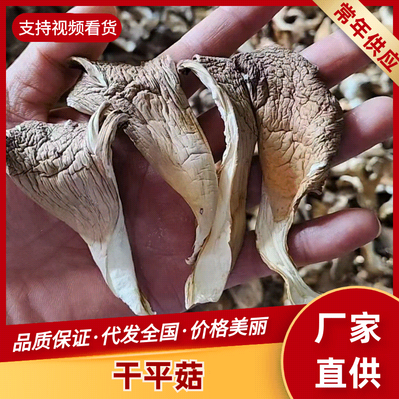平菇/鲜平菇/基地直供品质优可视频看货基地直供