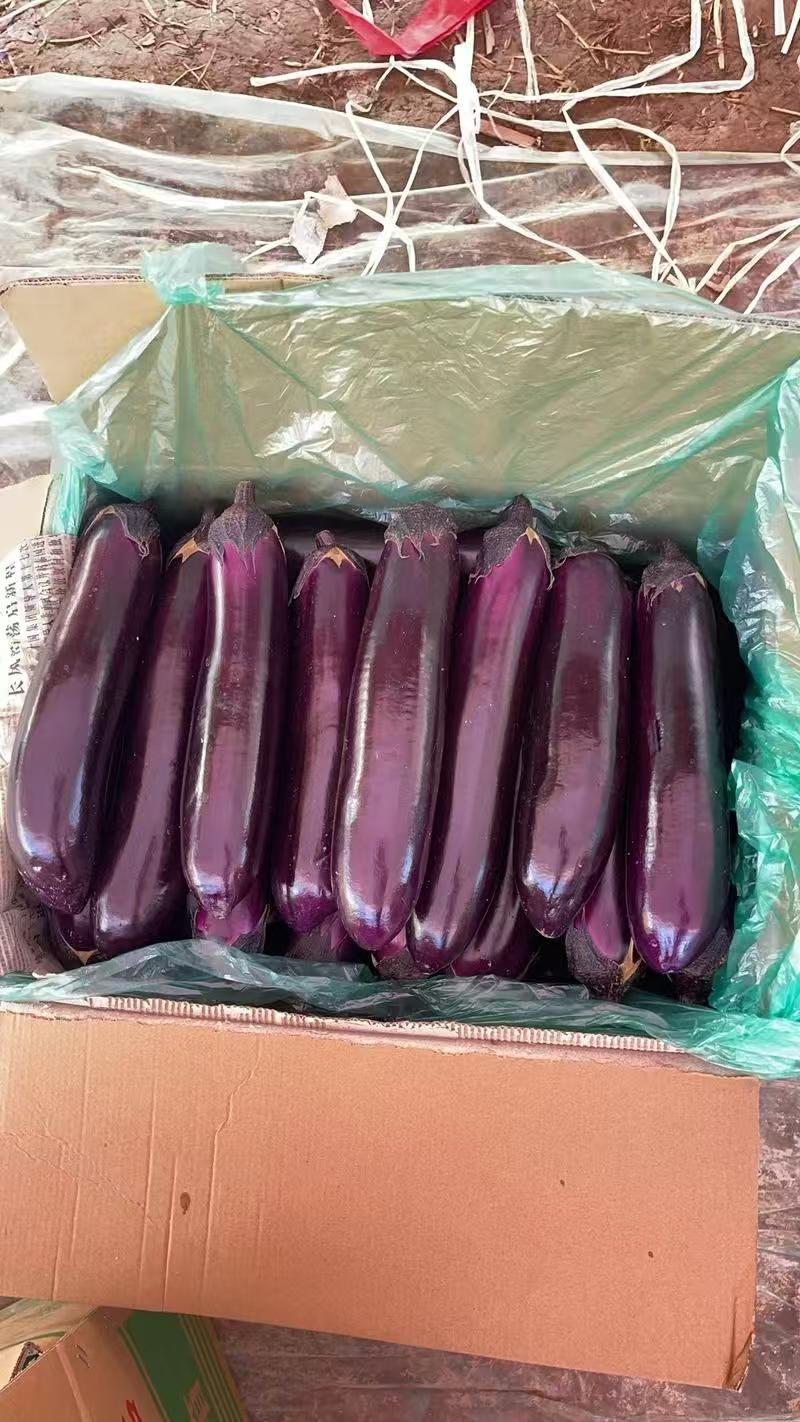 广西茄子精品烧烤茄子对接电商市场商超可视频看货