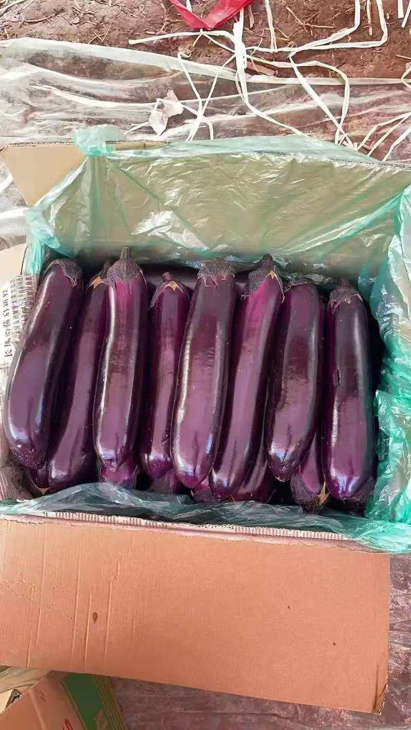 广西茄子精品烧烤茄子对接电商市场商超可视频看货