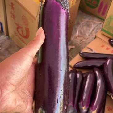 广西茄子精品烧烤茄子对接电商市场商超可视频看货