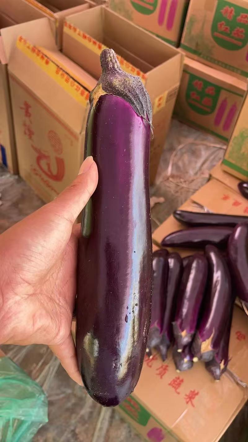 广西茄子精品烧烤茄子对接电商市场商超可视频看货