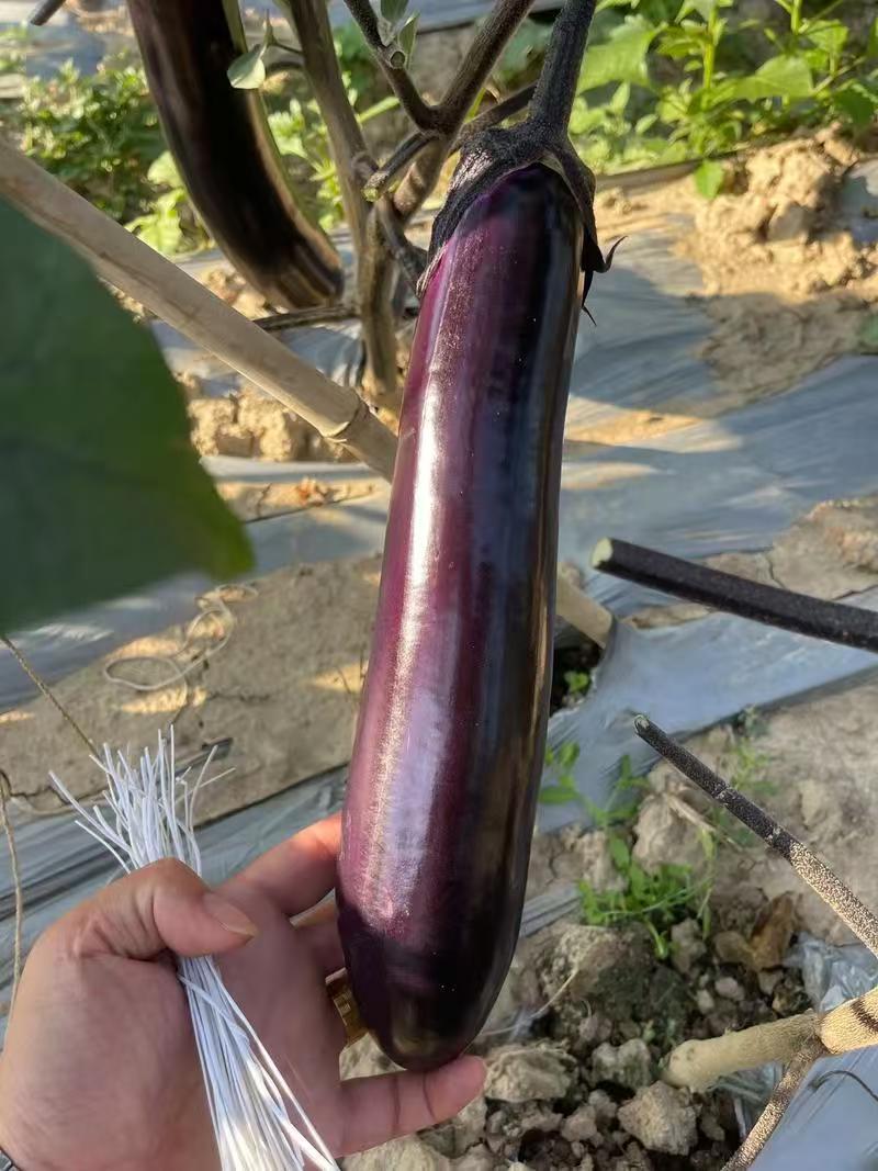广西茄子精品烧烤茄子对接电商市场商超可视频看货