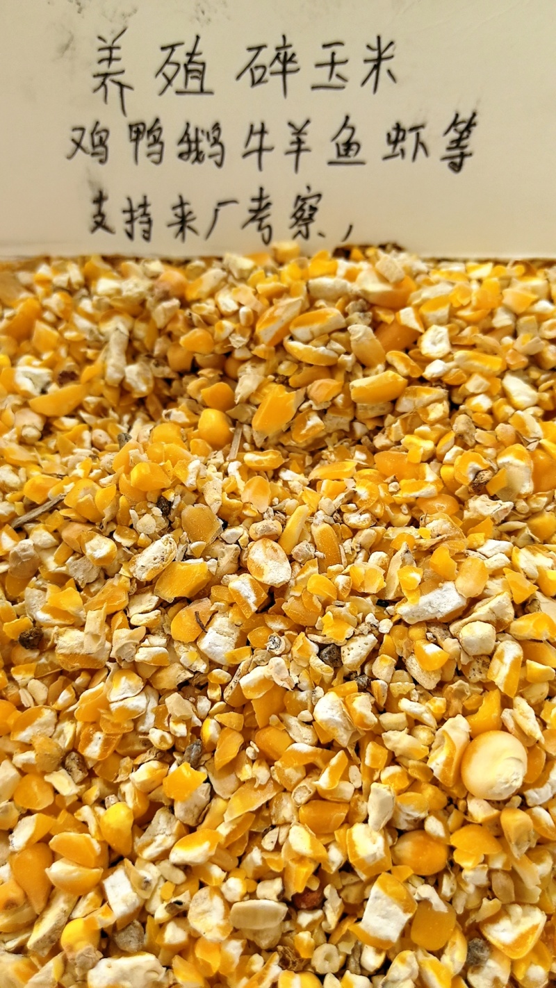 碎玉米净粮碎玉米无土无沙无霉变适合鸡鸭鹅牛羊饲养
