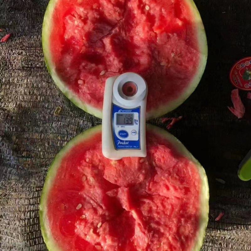 湖北襄阳西瓜8424西瓜大量出售一手货源欢迎咨询