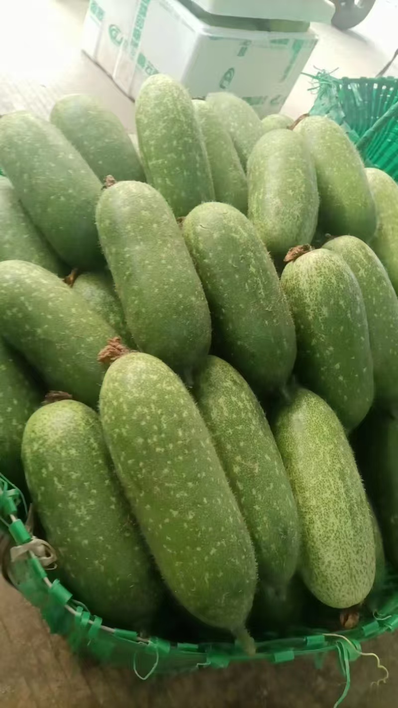 广东产地毛节瓜节瓜对接电商市场商超可视频看货