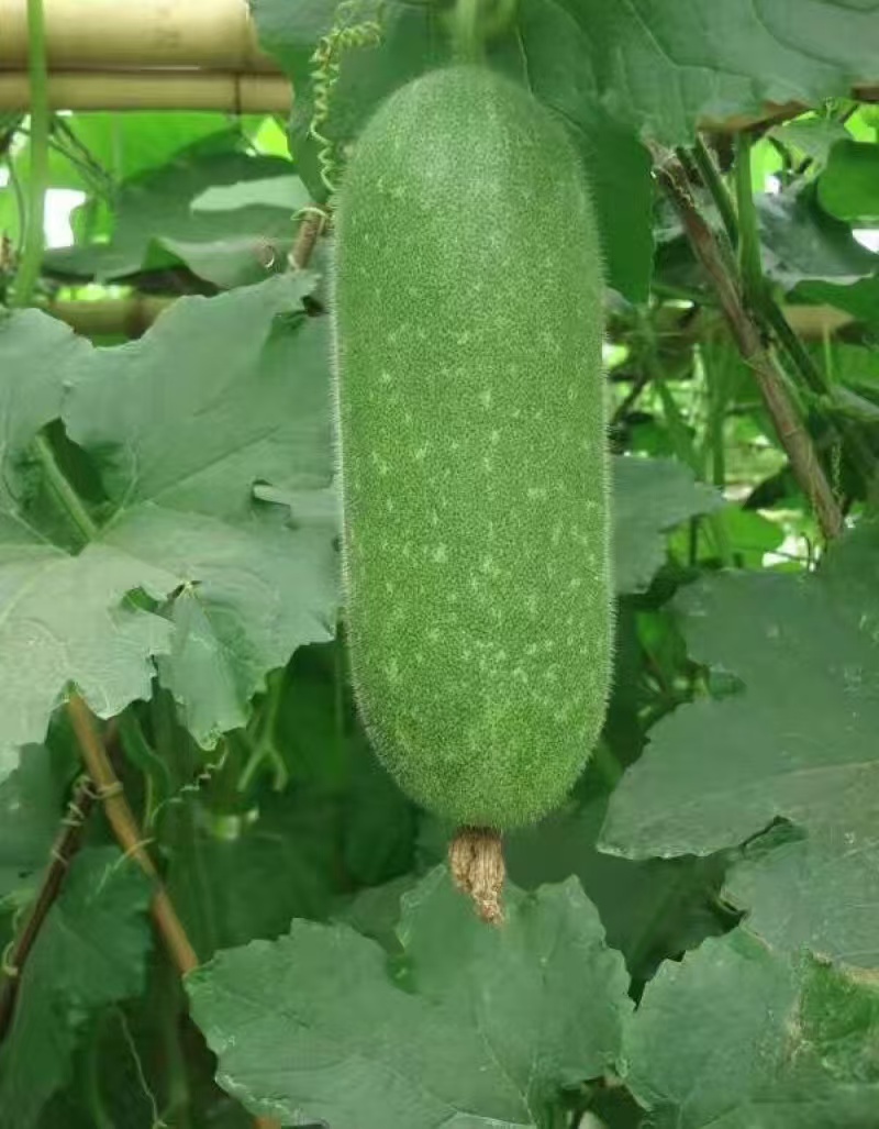 广东产地毛节瓜节瓜对接电商市场商超可视频看货