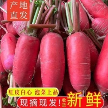 山东精品红皮萝卜规模大价格低品质好一手货源发全国市场