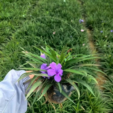 翠芦莉