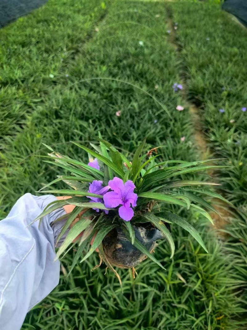翠芦莉