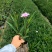 翠芦莉