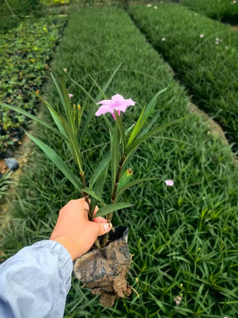 翠芦莉