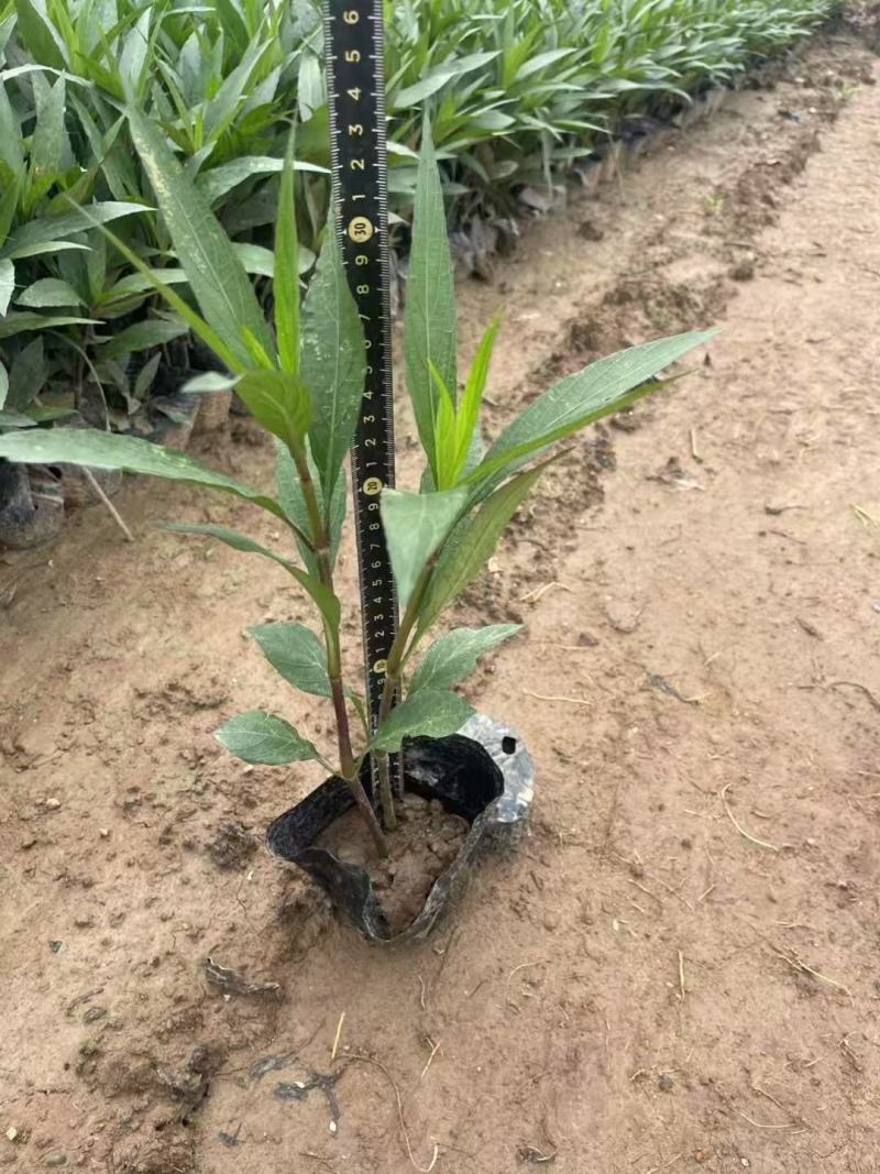 翠芦莉