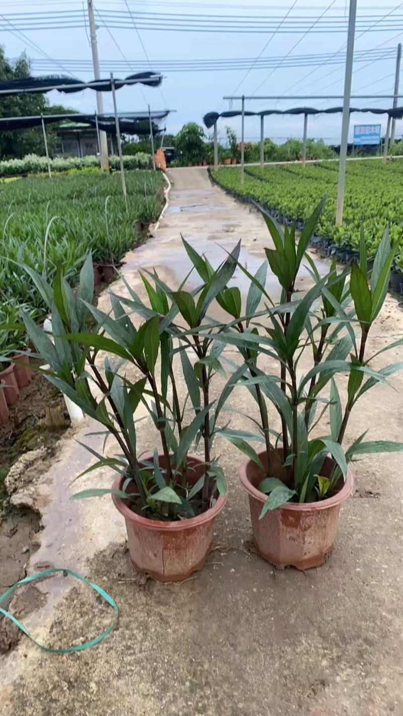 翠芦莉