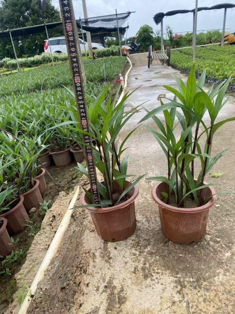 翠芦莉