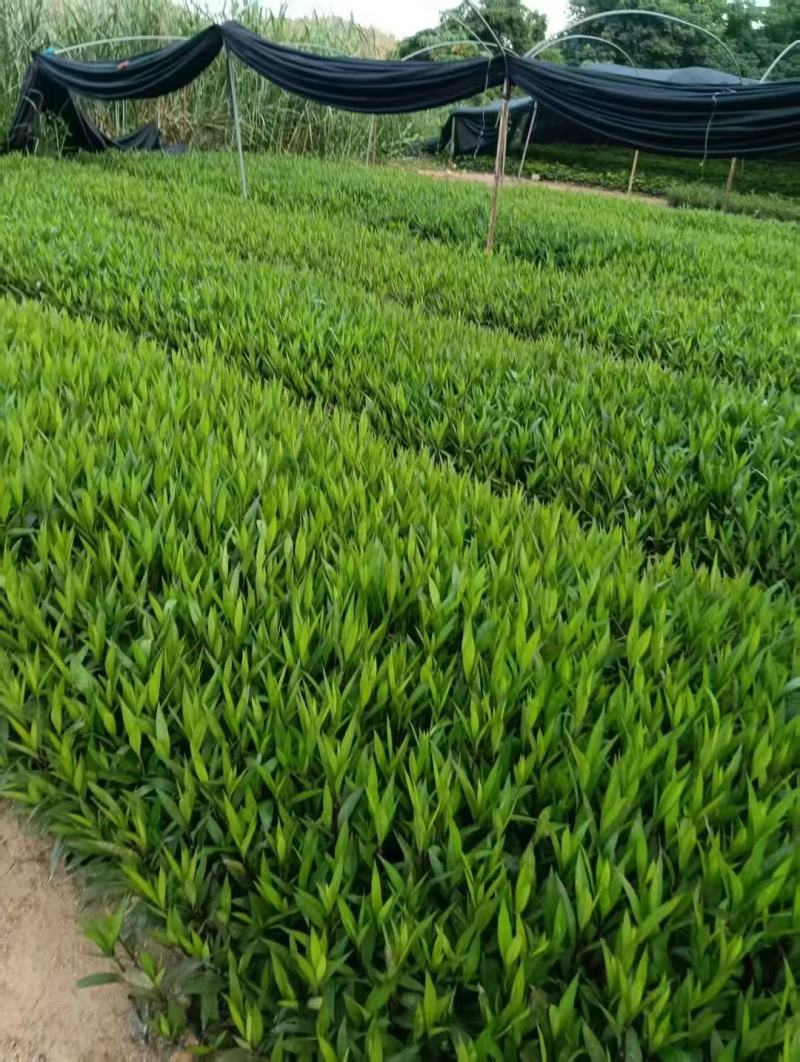 翠芦莉